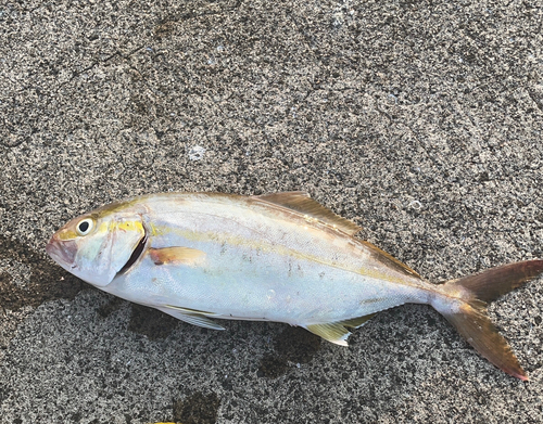 ネリゴの釣果