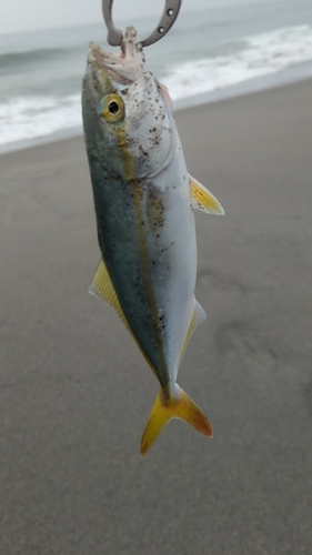 ワカシの釣果