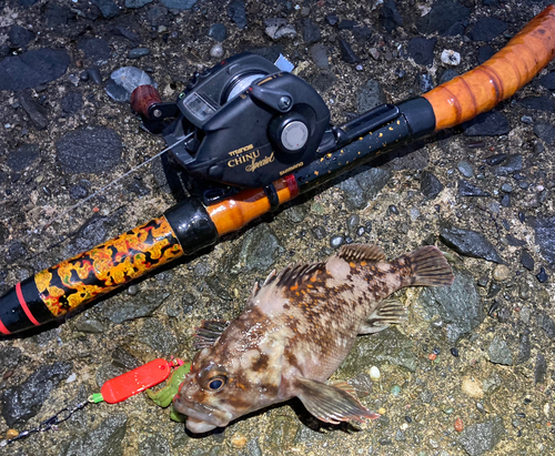 オウゴンムラソイの釣果