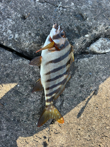 タカノハダイの釣果