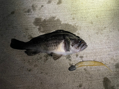 クロソイの釣果