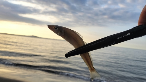 キスの釣果