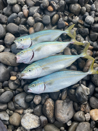 ワカシの釣果