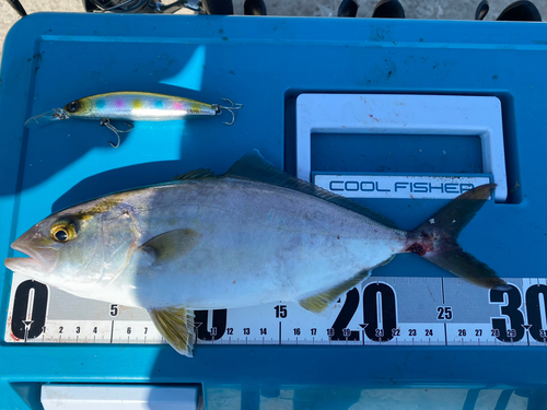 ショゴの釣果