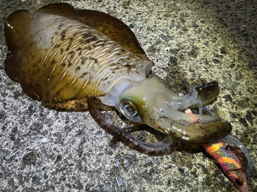 アオリイカの釣果