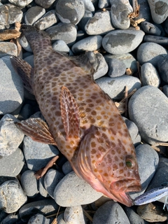 オオモンハタの釣果