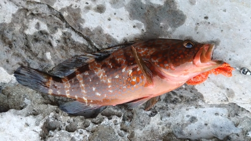 キジハタの釣果