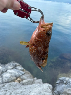 キジハタの釣果