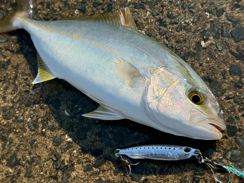 ネリゴの釣果