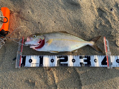 ショゴの釣果