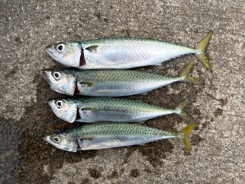 マサバの釣果