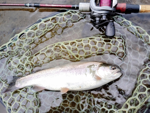 ニジマスの釣果