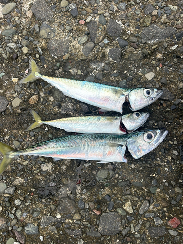 サバの釣果