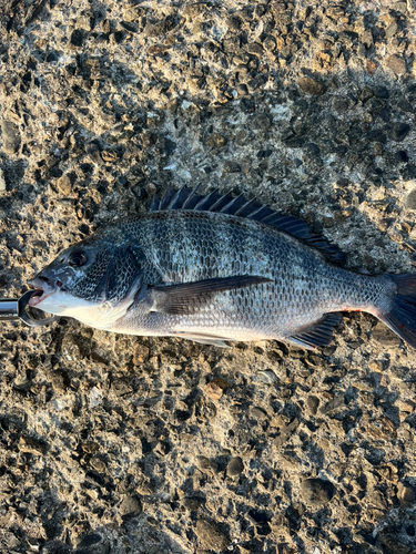 クロダイの釣果