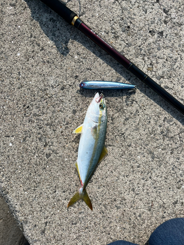 ツバスの釣果