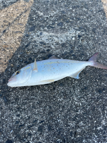 ネリゴの釣果