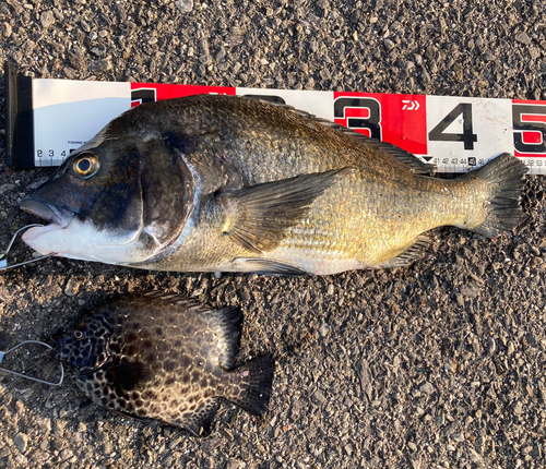 イシガキイシダイの釣果