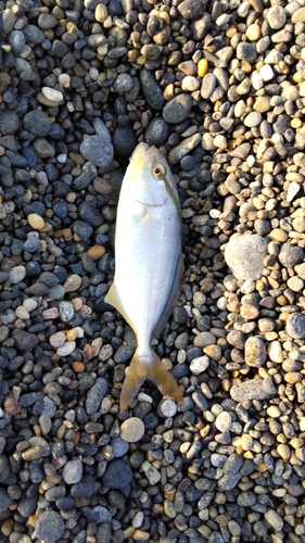 カンパチの釣果