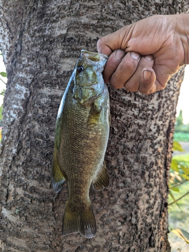 スモールマウスバスの釣果