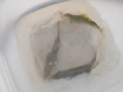 ワカシの釣果