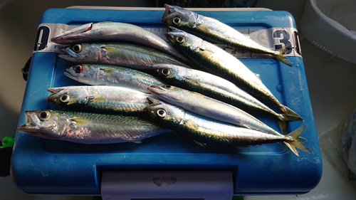 サバの釣果