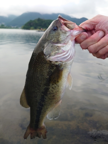 釣果