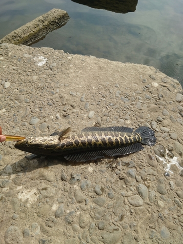 ライギョの釣果