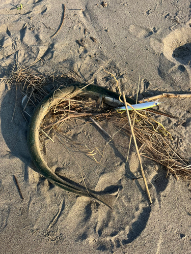 ダツの釣果