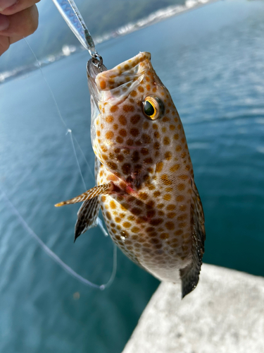 オオモンハタの釣果