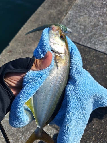 ショゴの釣果