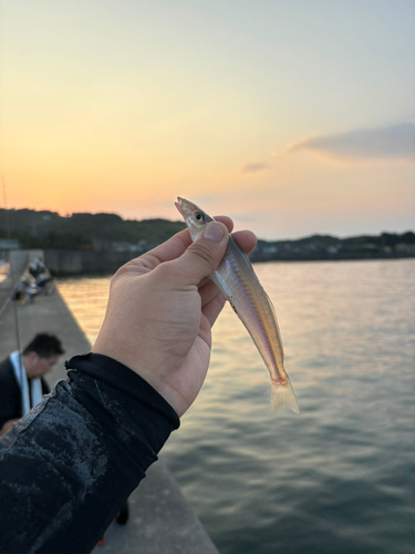 キスの釣果