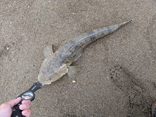 マゴチの釣果