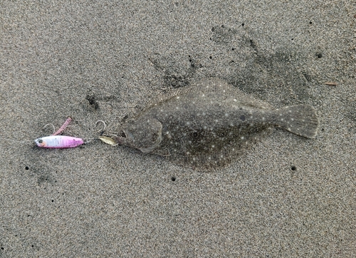 ソゲの釣果