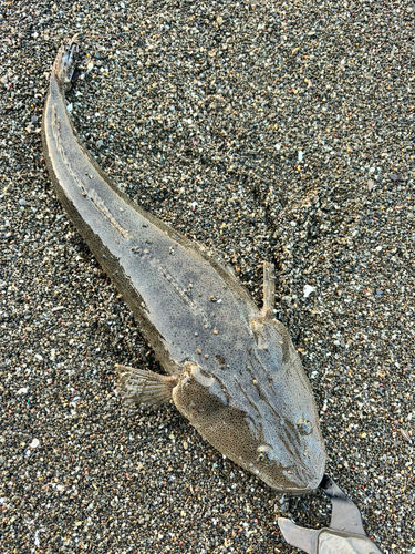 マゴチの釣果