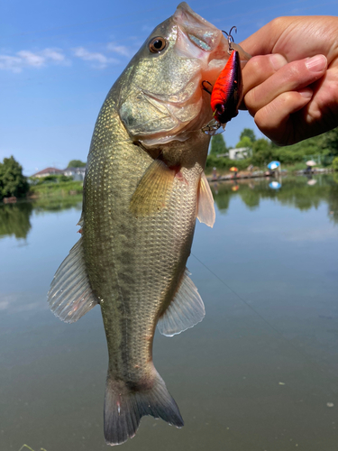 ラージマウスバスの釣果