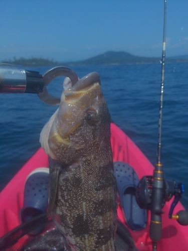 アイナメの釣果