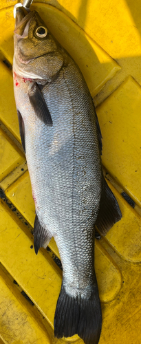 ヒラスズキの釣果