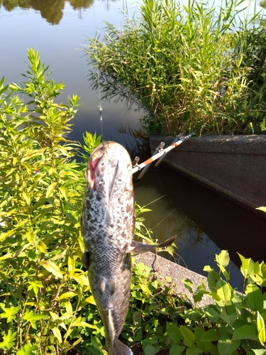 ライギョの釣果