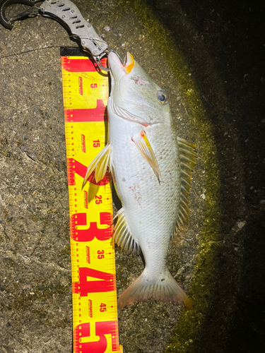 ムネアカクチビの釣果