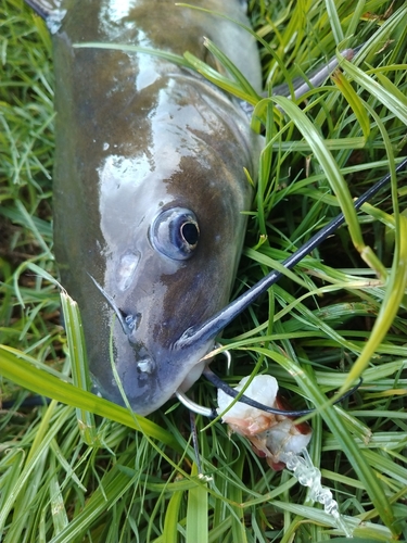 アメリカナマズの釣果