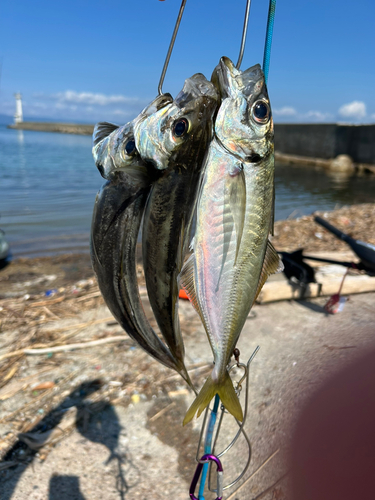 マアジの釣果