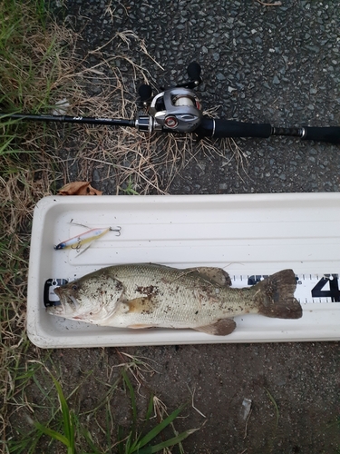 ブラックバスの釣果