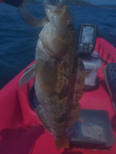 アイナメの釣果