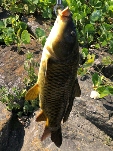 コイの釣果