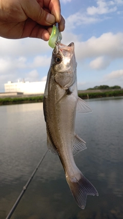 セイゴ（マルスズキ）の釣果