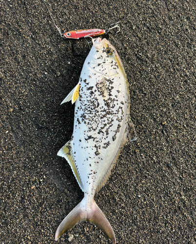 ショゴの釣果