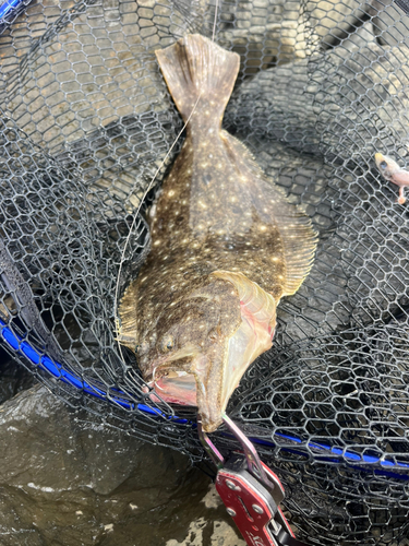 ヒラメの釣果