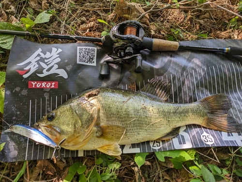 ブラックバスの釣果