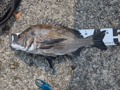 クロダイの釣果