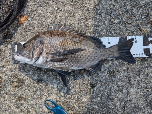 クロダイの釣果